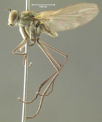 Media type: image;   Entomology 7609 Aspect: habitus lateral view